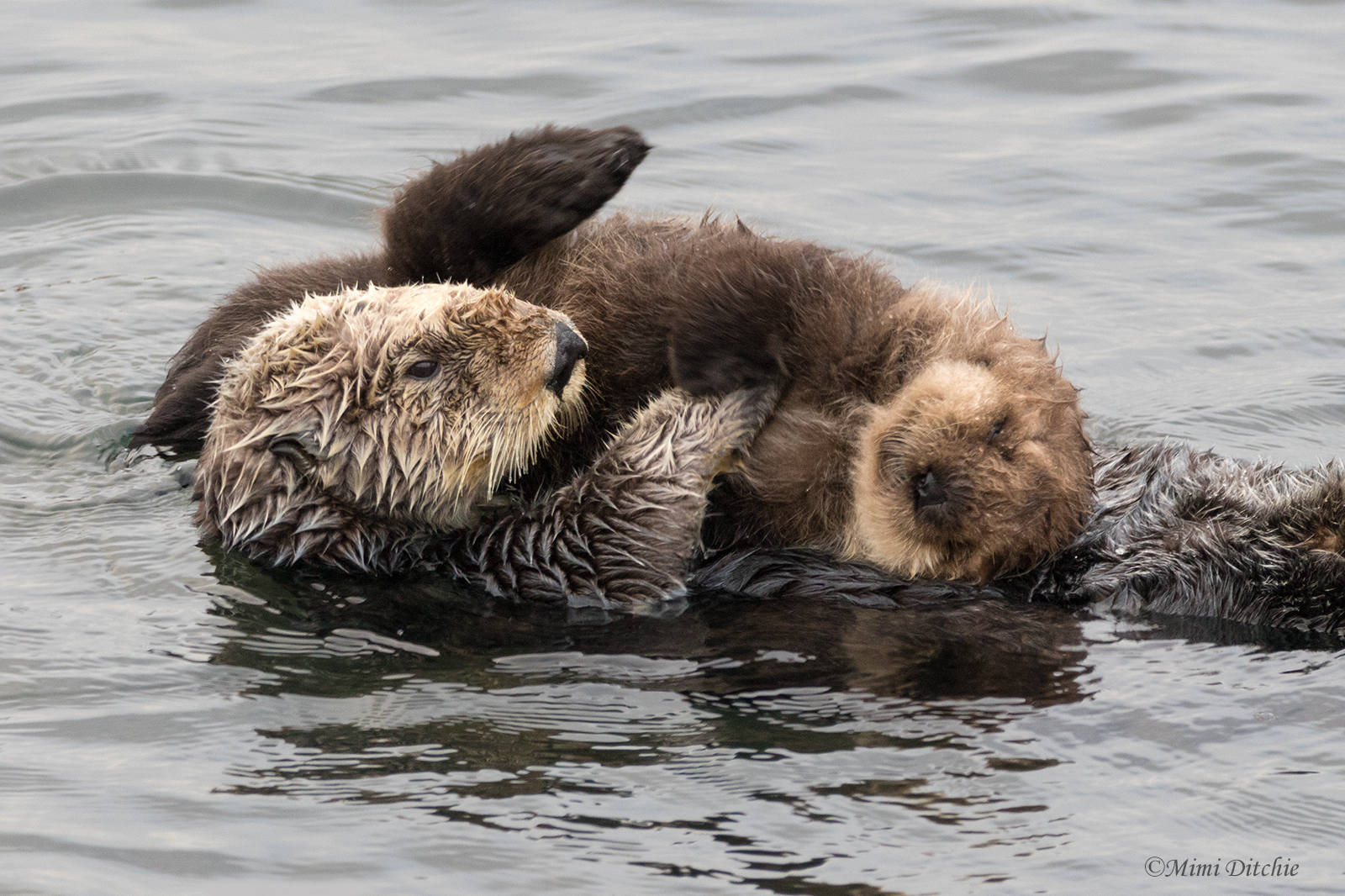 sea otter mama box
