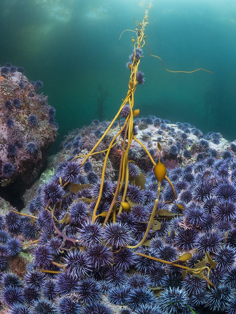 Read more about the article Sea Otters and Purple Sea Urchins in California: A Nuanced Story
