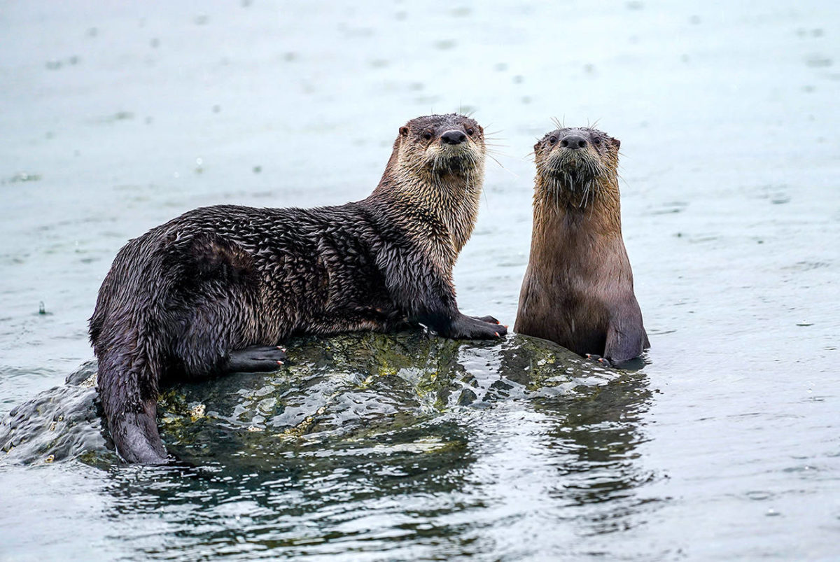 Read more about the article Webinar: Pacific NW River Otter: Habitat, Ecology, and Health  (7/26/21)