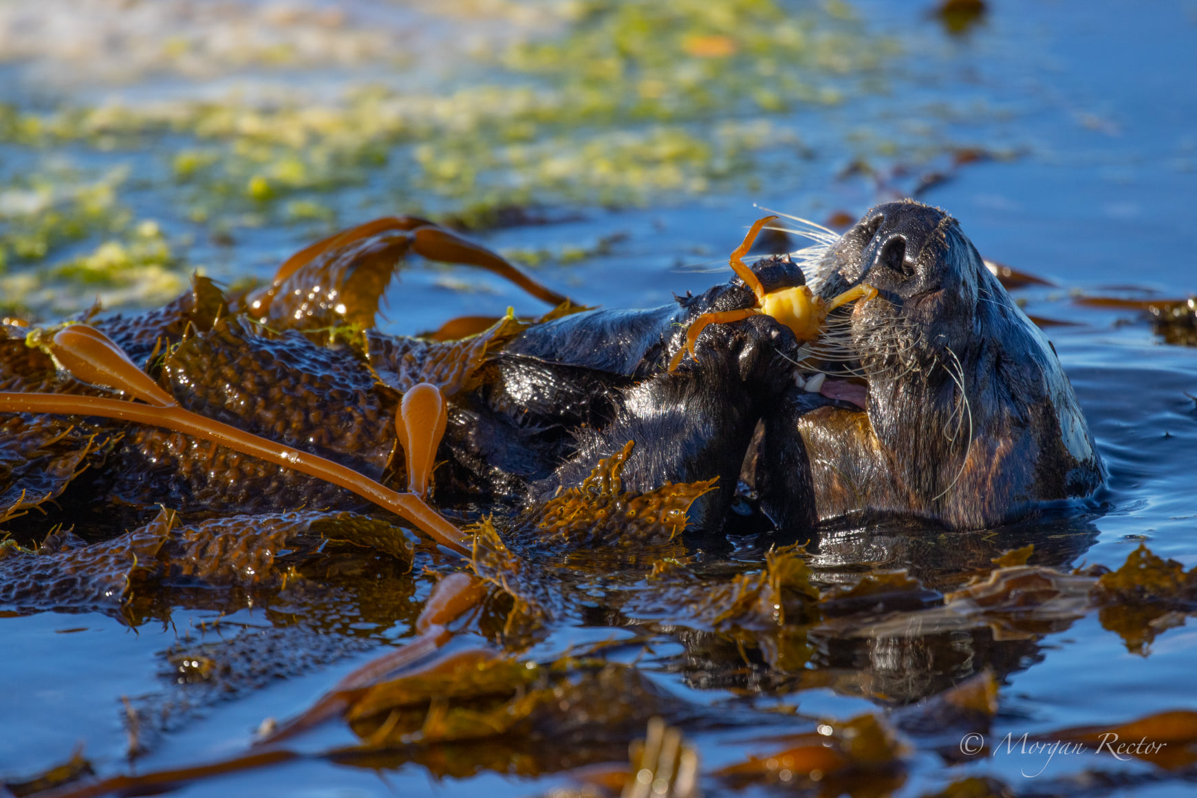 Read more about the article Bringing Sea Otters Back to Oregon (3/14/23) – Surfrider Portland Chapter Mtg