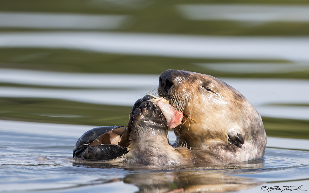 Read more about the article Beyond Kelp: How Sea Otters Cultivate Healthy Estuaries