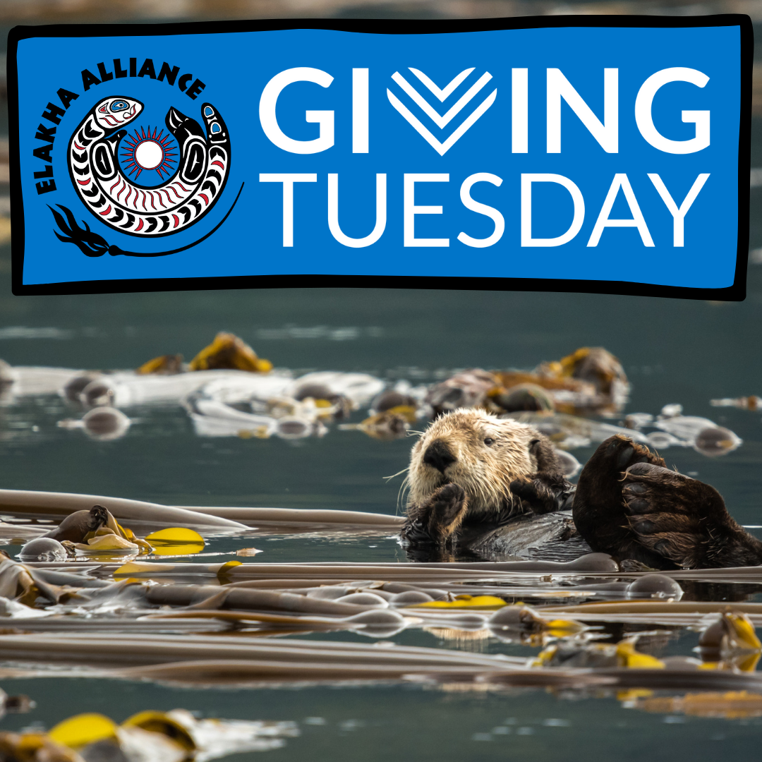 Read more about the article Support Sea Otters for GivingTuesday
