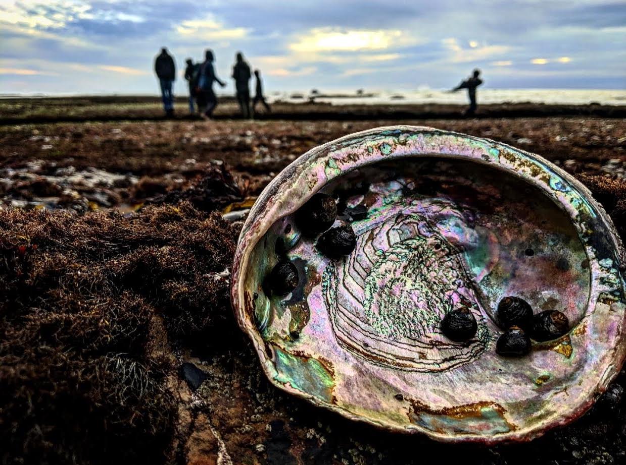 Read more about the article Webinar: History of Abalone w/ Ann Vileisis (5/25/21)