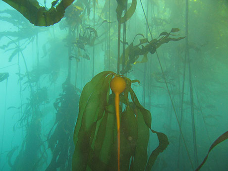Read more about the article Podcast Episode: The Kelp Ecosystem in the PNW Part I