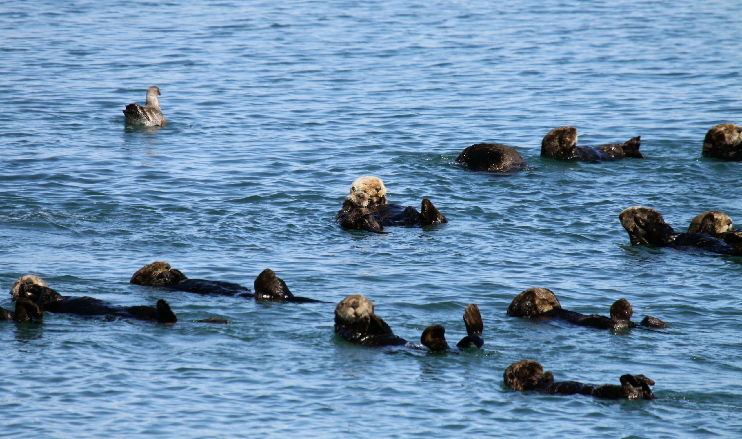 Read more about the article Webinar: A Case for Sea Otter Restoration in Oregon (4/8/21 )