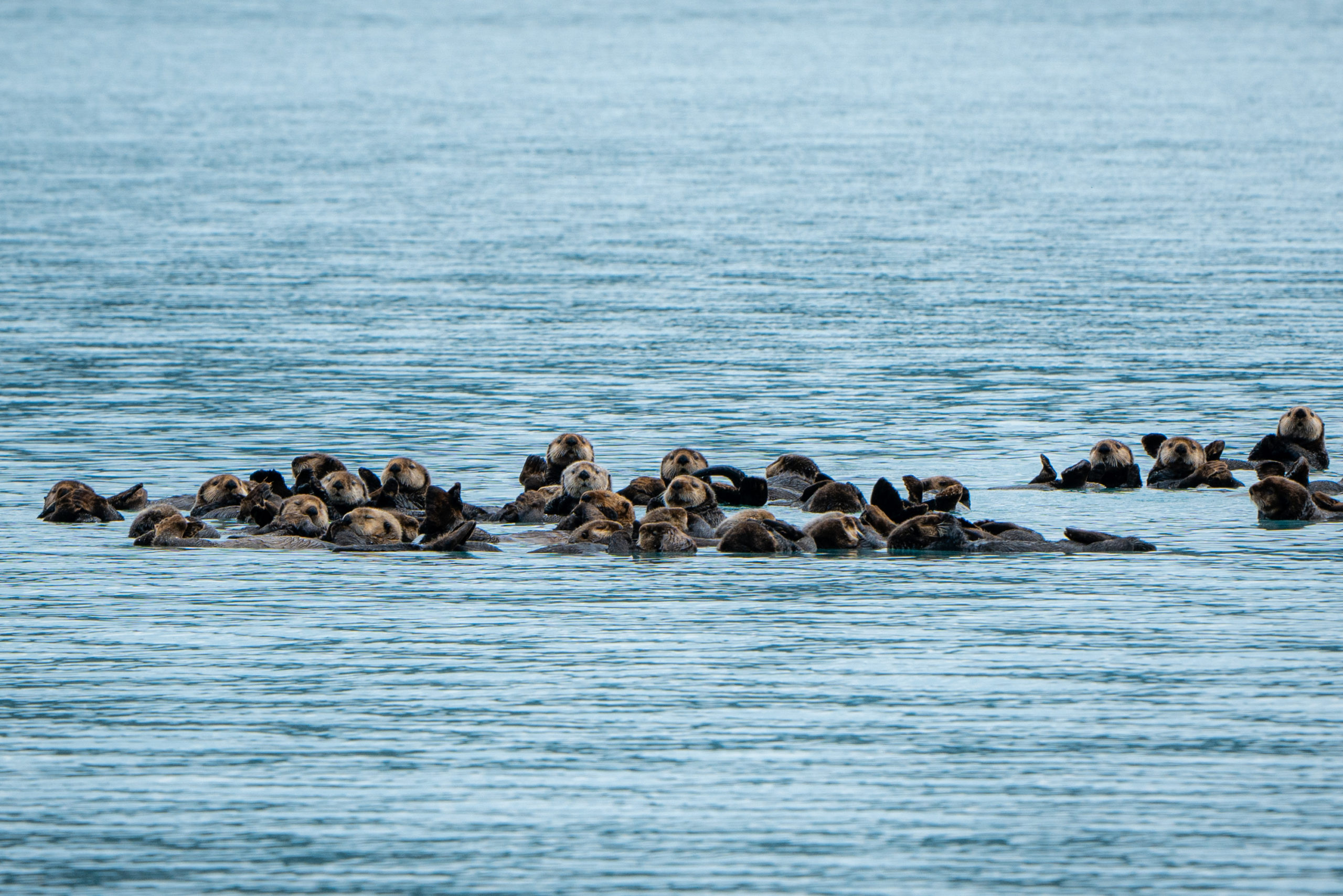 Read more about the article USFWS Panel Discussion: Sea Otter Reintroduction along Pacific West Coast (9/19/22)