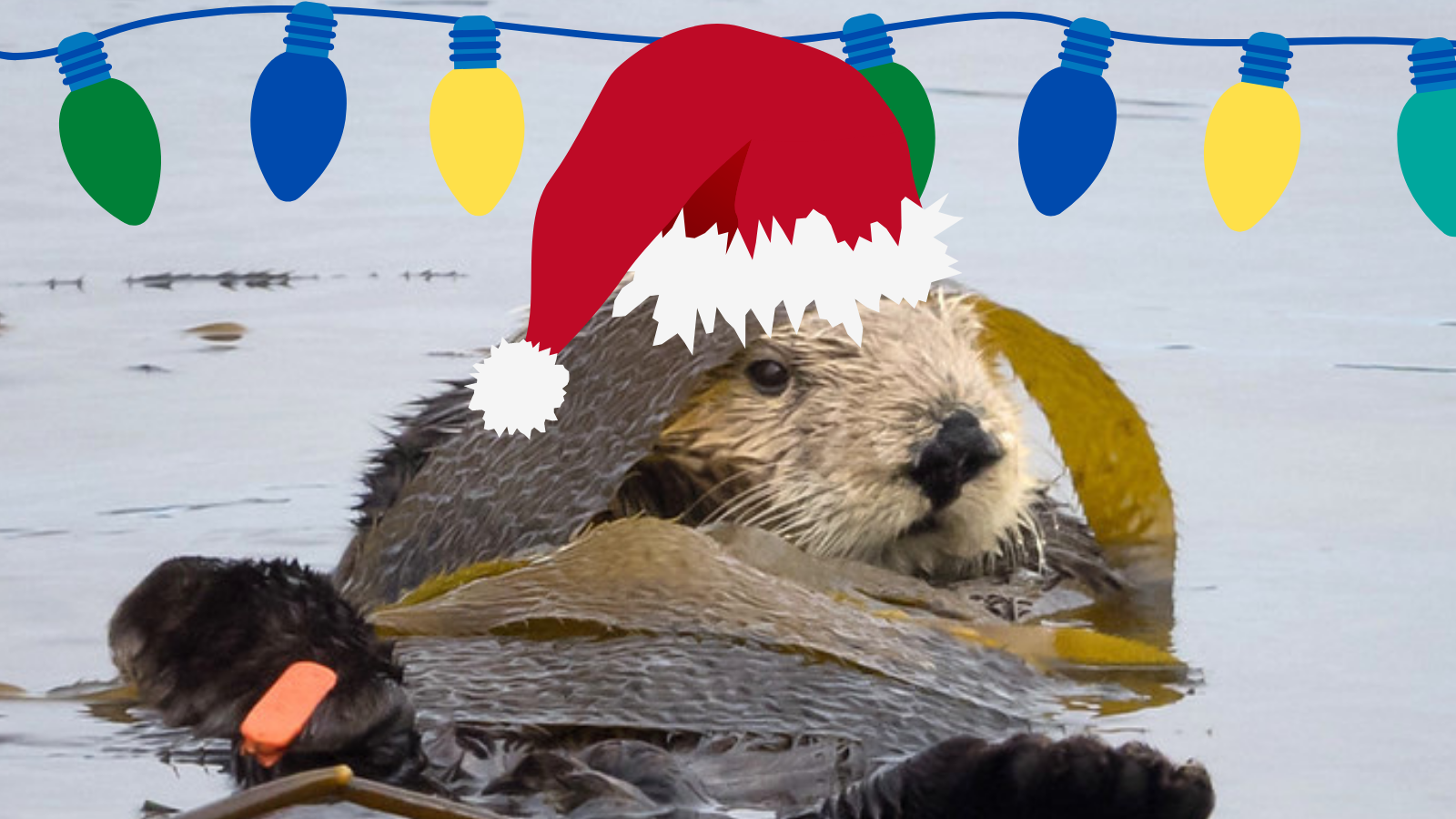 Read more about the article Holiday Otter Wrap Up Party (12/16/21)
