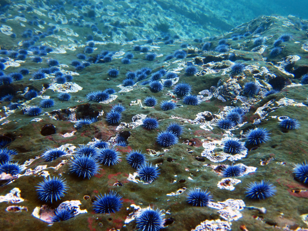 Read more about the article Podcast Episode: Understanding Urchins Part II