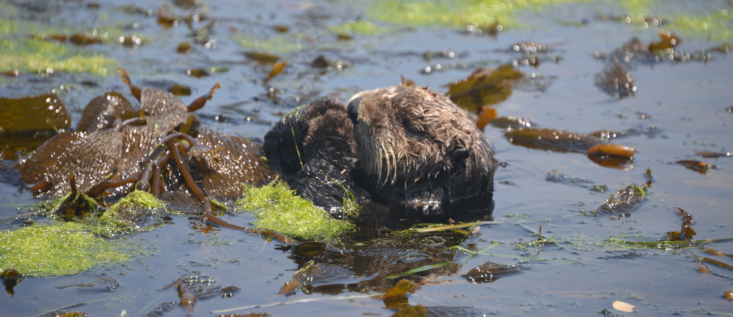 Read more about the article 2021 Sea Otter Science Symposium (Oct 5-7)