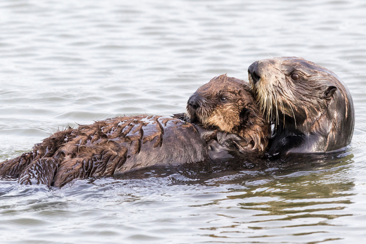 Read more about the article Support Healthy Kelp Forests & Sea Otters this Mother’s Day