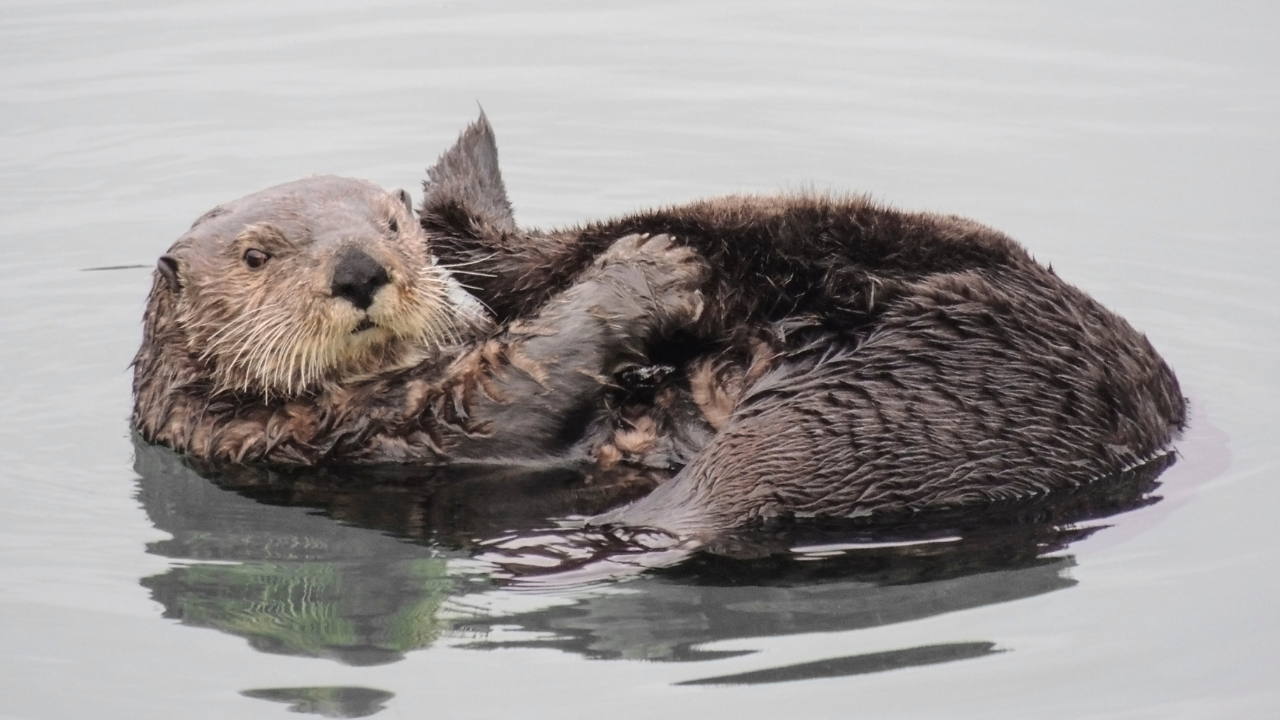 Read more about the article Elakha Alliance Response to USFWS Sea Otter Feasibility Assessment