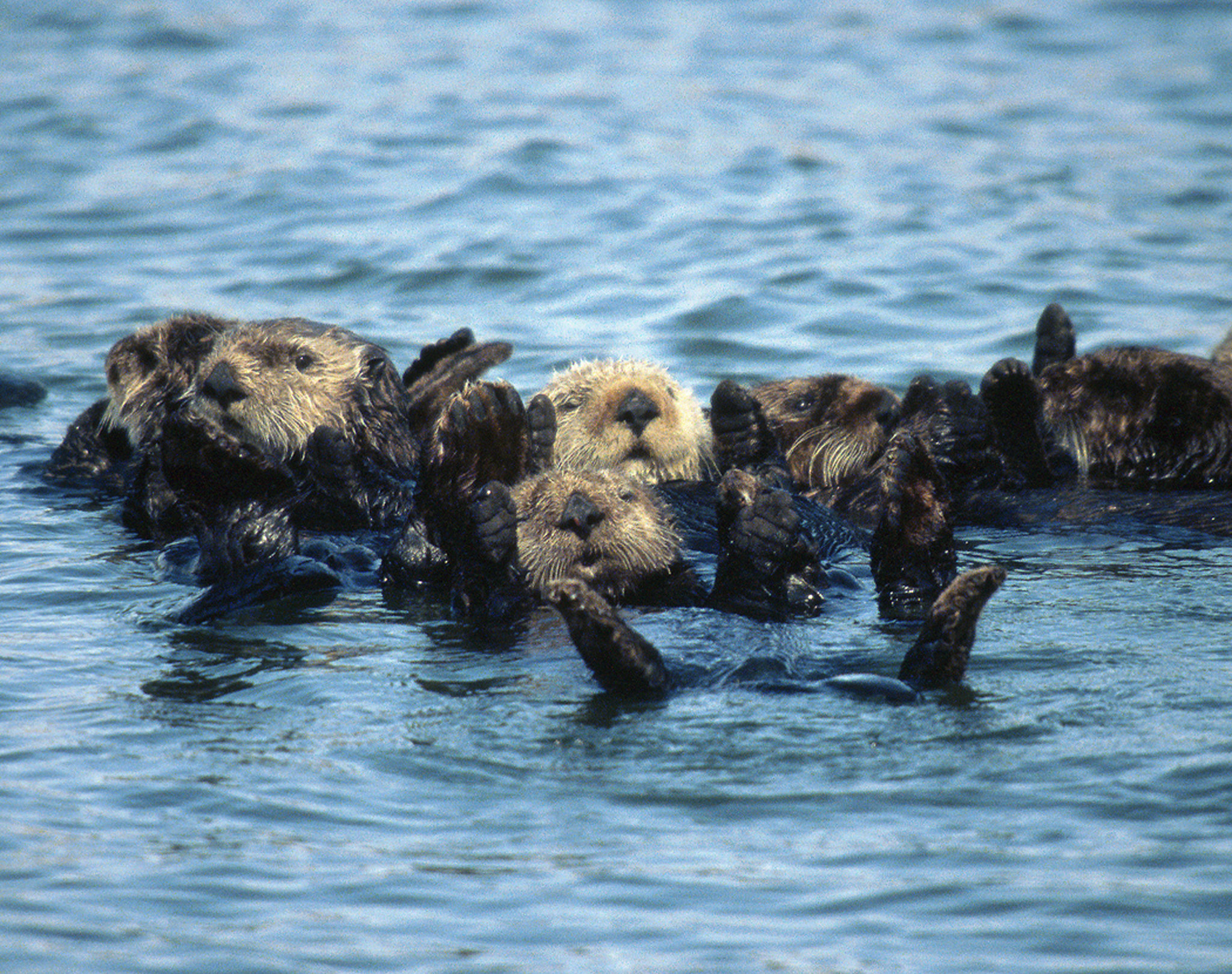 Read more about the article Restoring Sea Otters to the Oregon Coast – Corvallis Museum (9/28/2022)