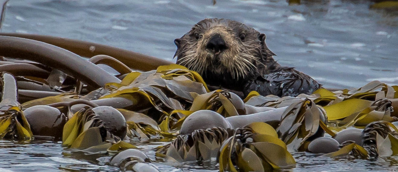 Read more about the article Webinar: The Return of Oregon’s Sea Otters – Considering the Cultural Dimensions of Restoration (4/20/21)
