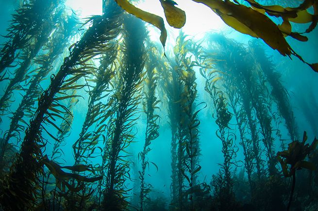 Read more about the article Webinar: Art + Science + Kelp Forests (7/20/21)