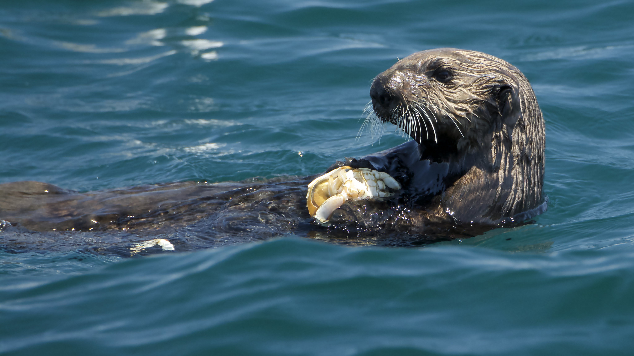 Read more about the article Sea Otter Awareness Week: The Road to Restoration in Oregon (9/18/22)