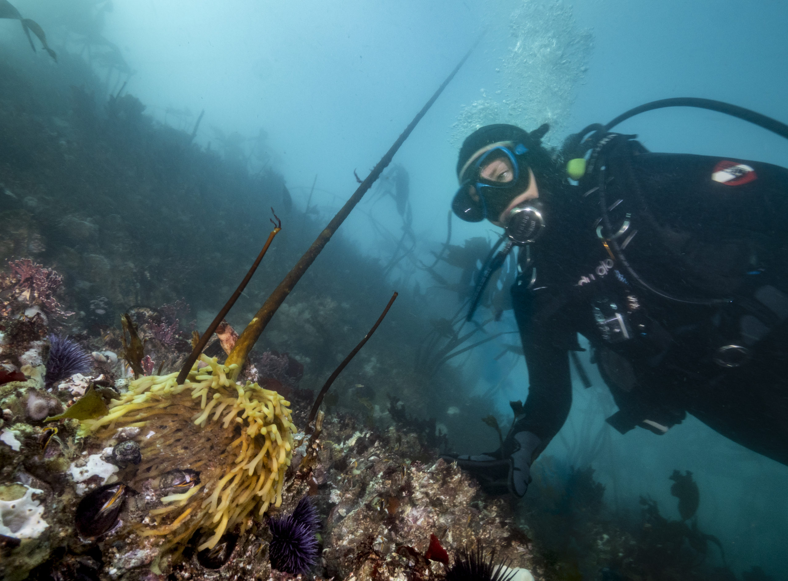 Read more about the article Webinar: Using Citizen Science to Protect & Restore Oregon’s Kelp Forests (2/13/23)