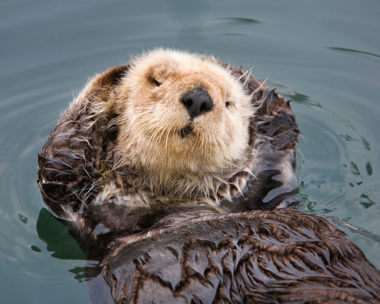 Read more about the article Oregon’s Sea Otters – Shoreline Education for Awareness Presentation (4/15/23) – Bandon, OR