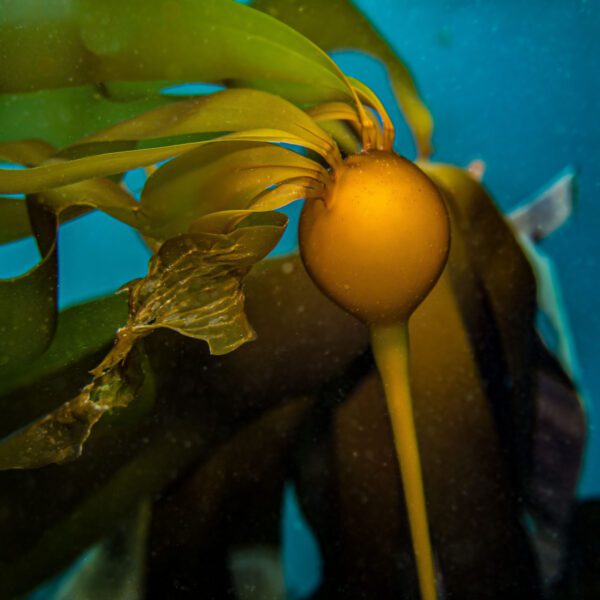 Bull kelp