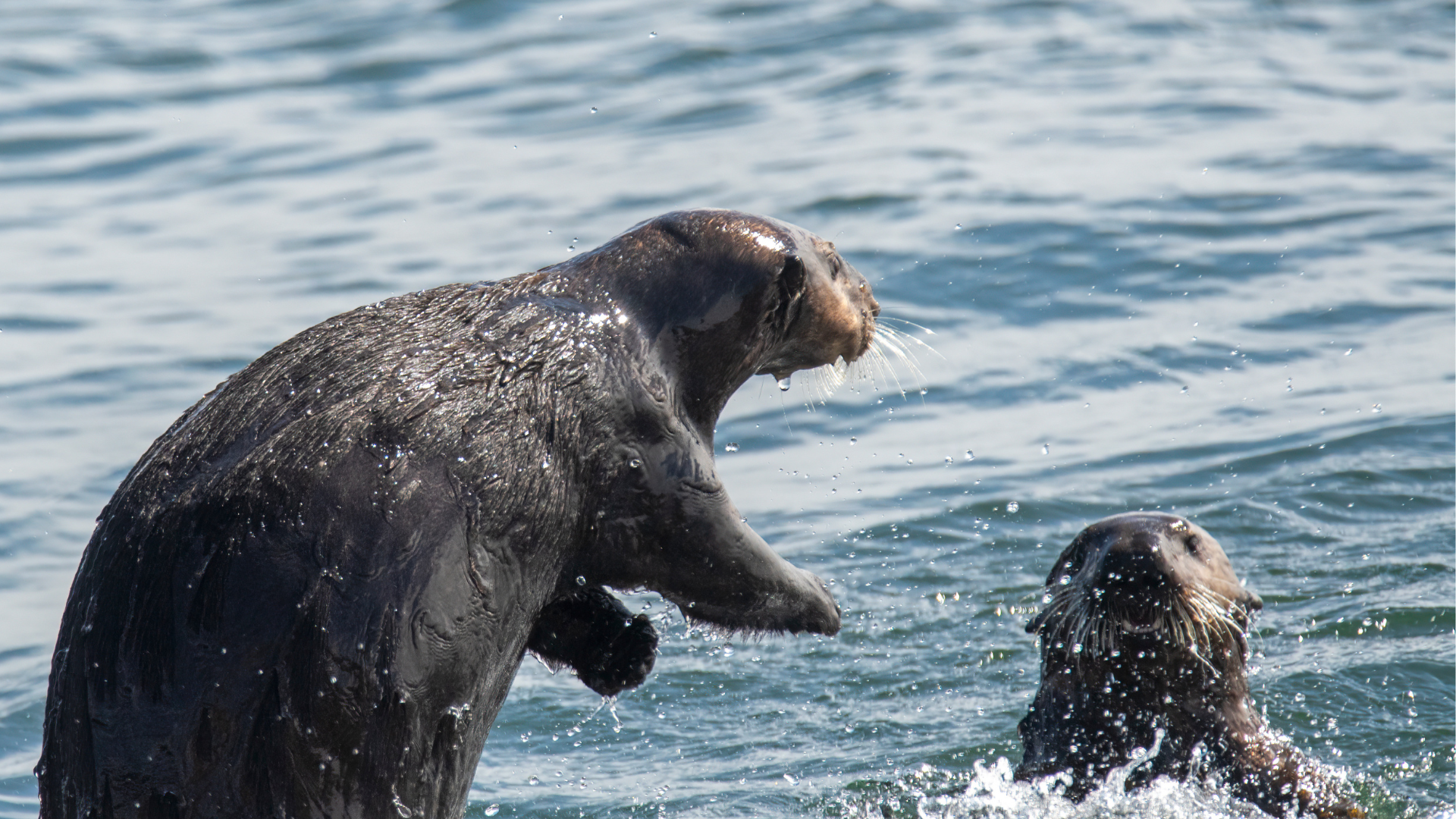 Read more about the article Restoring Oregon’s Sea Otter Population (6/21/23) – Nehalem, OR
