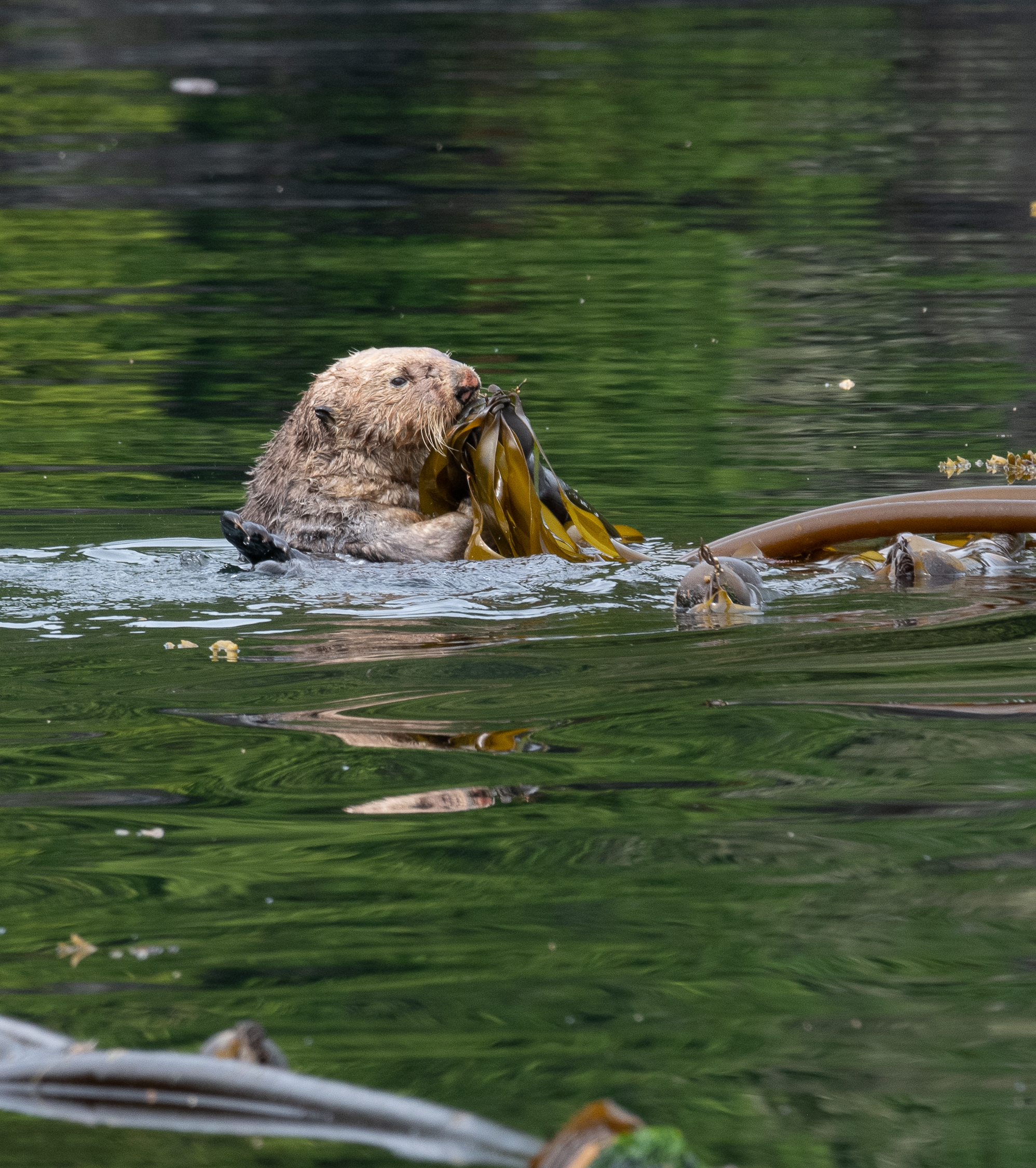 Read more about the article Deep Dive into Oregon’s 1970-71 Sea Otter Translocation (7.10.23, Port Orford)