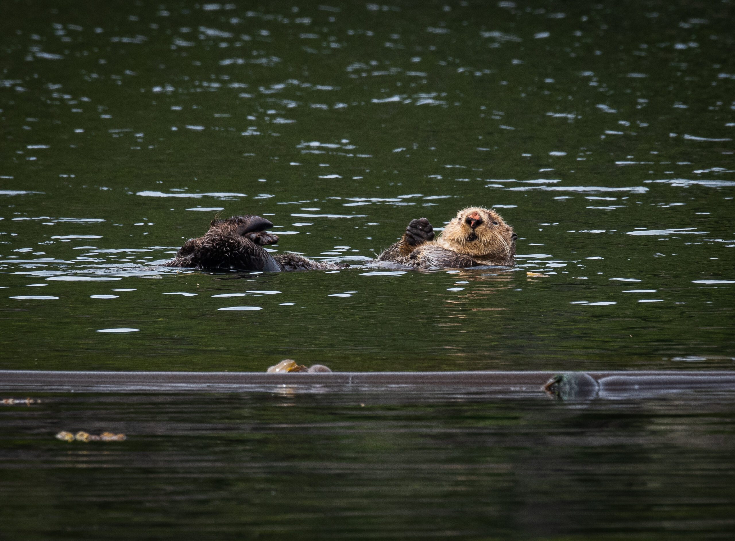 Read more about the article Deep Dive into Oregon’s 1970-71 Sea Otter Translocation (7.11.23, Coos Bay)