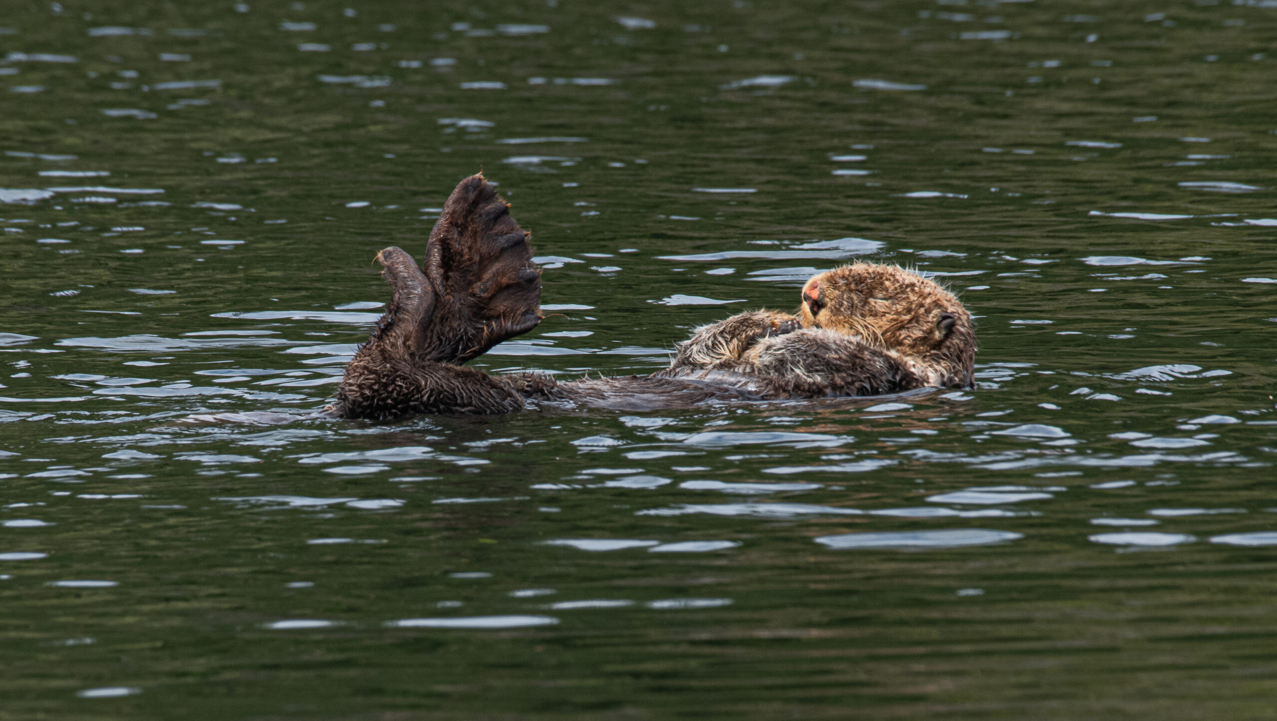 Read more about the article USFWS to host Open Houses in OR & CA regarding Sea Otter Reintroduction
