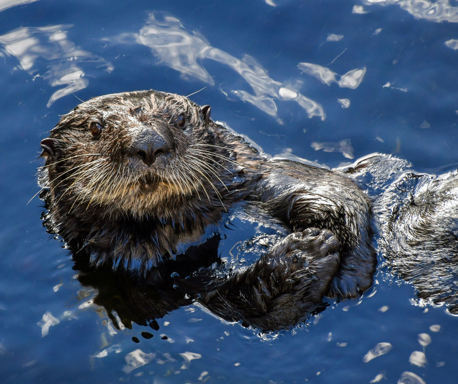 Read more about the article Webinar: Sea Otter Reintroductions – Honoring Balance and Relationality Along the Coast (5/25/23)