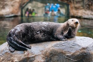 Oregon zoo sea otter