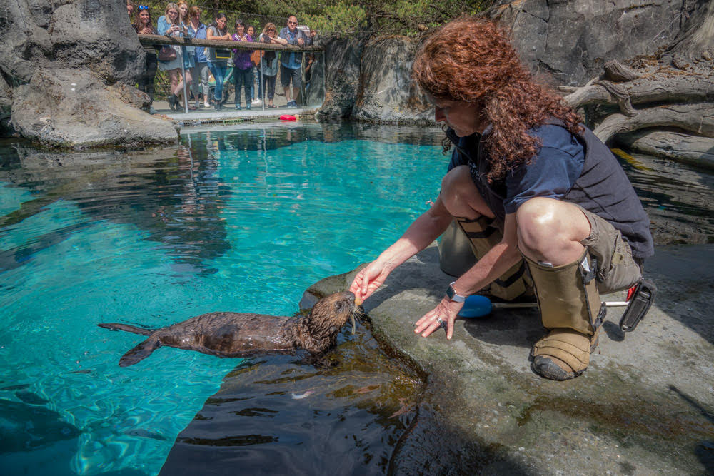 Oregon Zoo sea otter and keeper