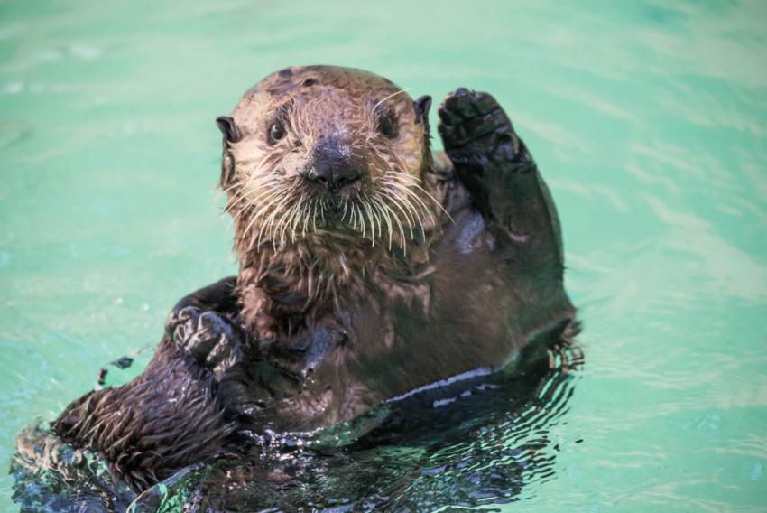 Read more about the article Oregon to Celebrate Sea Otter Awareness Week