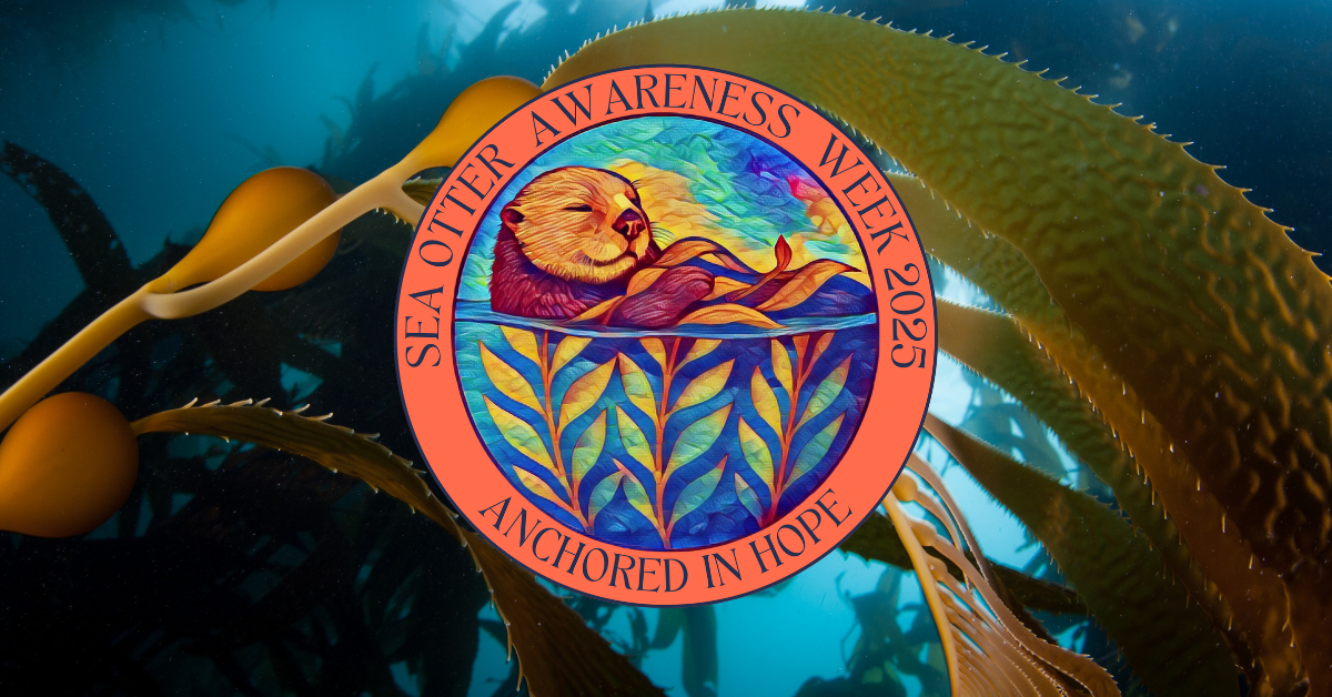 Read more about the article Oregon’s Sea Otter Awareness Week: Join Us for Exciting Events & Conservation