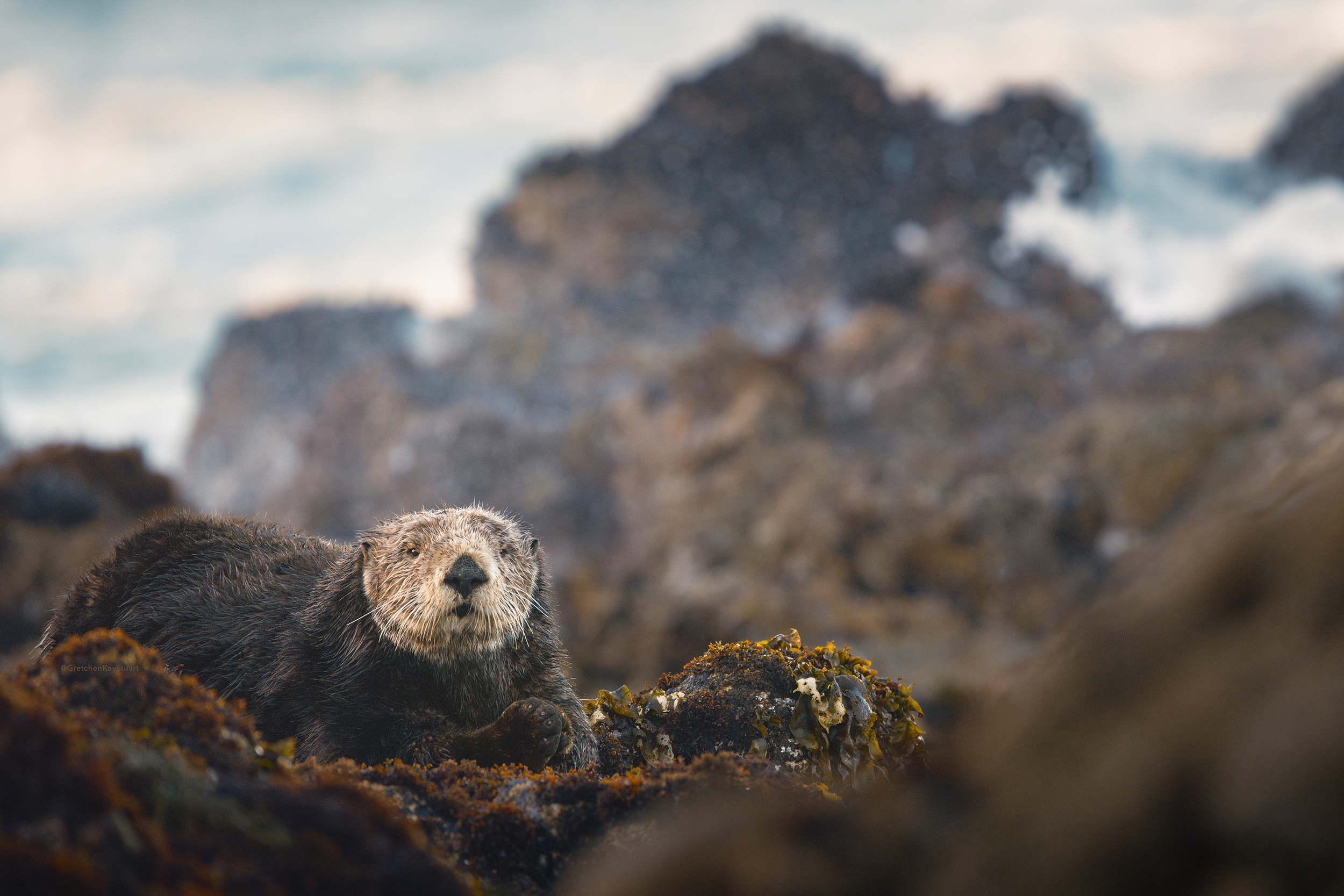 Read more about the article 2026 So Far: Restoring Hope for Oregon’s Coast